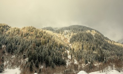 The Pine trees in the Swiss alps. Winter time