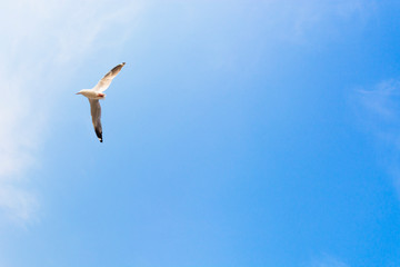 A single seagull is flying in a clear blue sky.