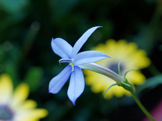 Isotoma axillaris - Fleur étoilée de Solenopsis axillaire ou laurentia axillaire de couleur bleu...