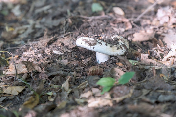 Small mushroom of white color in the old fallen foliage
