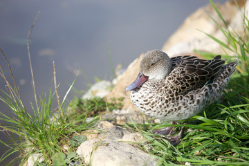 Duck, Cape Teal