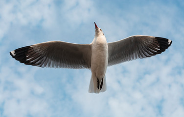 Seagull in flight against a blue sky.