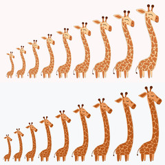 Giraffe Set Vector Illustration