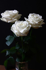Three white contrast flowers of a rose on a black background.