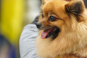 brown Pomeranian puppies.