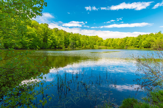 forest lake on springtime noon. beautiful nature scenery. beech forest around the body of water. beautiful sky with fleecy clouds reflecting on the surface