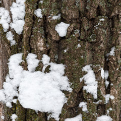Fototapeta premium Snow on pine bark. The texture of the wood. Back background. Nature. Winter photo