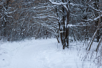 A path in the winter snow-covered forest. Winter landscape. The trail in the snow. Snow forest alley