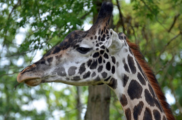 Close up of the side of a giraffe head with long peach whiskered snout, big black relaxed eyes, mottled hump, white ears, reddish mane, and long black nobs on head with forest background.