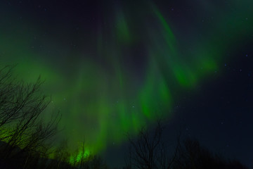 Fototapeta na wymiar Aurora Over the winter forest, Yamal