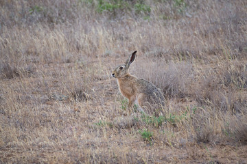 hare is sitting among the withered grass