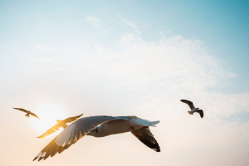 Naklejka premium Seagulls soaring in the sky at sunset