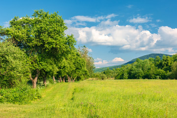 Obraz premium beautiful countryside in springtime. grassy field among wild apple trees. mountain in the distance. fluffy clouds on a blue sky. warm afternoon.