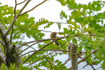 Thailand little brown sparrow bird in the graden and park.