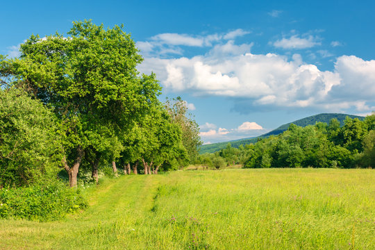 beautiful countryside in springtime. grassy field among wild apple trees. mountain in the distance. fluffy clouds on a blue sky. warm afternoon.
