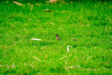 Thailand little brown sparrow bird in the graden and park.