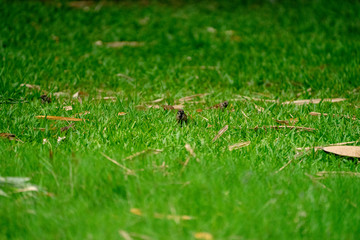 Thailand little brown sparrow bird in the graden and park.