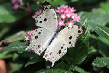 Protogoniomorpha parhassus
