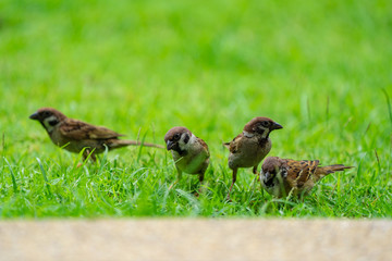 Sparrow on the green field.