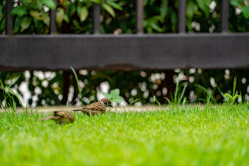 Sparrow on the green field.