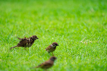 Sparrow on the green field.