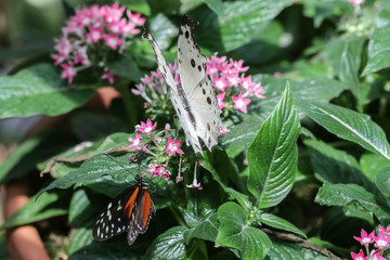 Protogoniomorpha parhassus