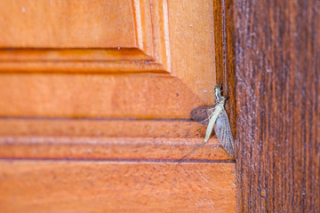 little spider hunts a bigger insect victim on the door.
