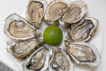 Nine Oysters