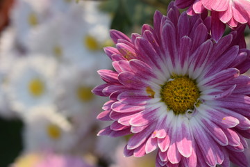 Fototapeta premium pink and white flowers
