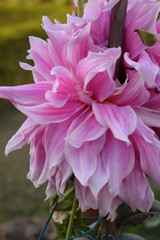 pink peony flower