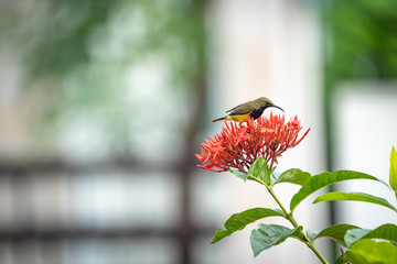 small bird trying to test flower juice at the red spike flower bouquet.