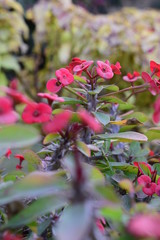 flowers in the garden