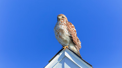 Rd-Shouldered Hawk