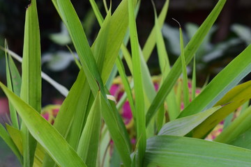 Obraz premium fern in forest