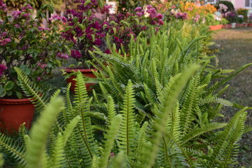 fern in forest