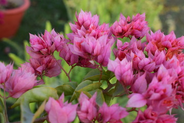 pink flowers in garden