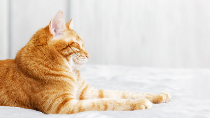 A ginger cat lays on the bed and sleeps with closed eyes and pulling out the front paws. Shallow focus and grey blurred background. Copyspace.