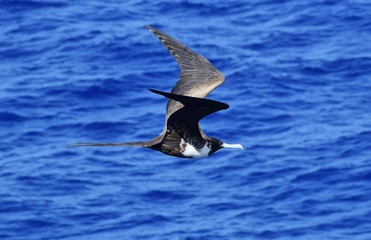 Magnificent Frigatebird in Flight