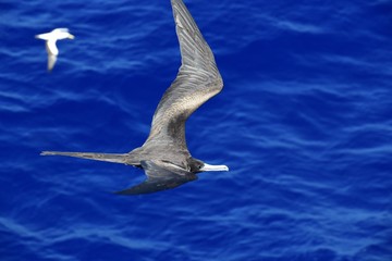 Magnificent Frigatebird in Flight
