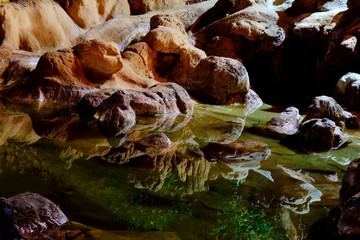 mushrooms in the market