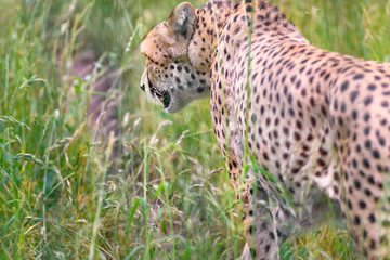 Fototapeta na wymiar Cheetah, Acinonyx jubatus is a large cat of the subfamily Felinae
