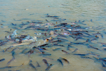 sacred catfish in water