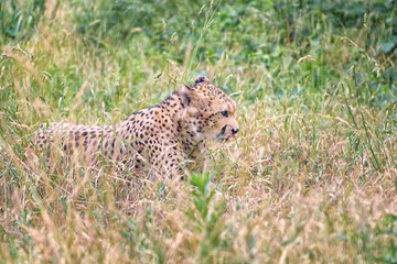 Cheetah, Acinonyx jubatus is the fastest land animal
