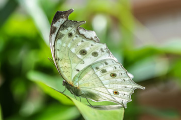 Protogoniomorpha parhassus