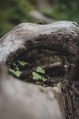 trunk of a tree