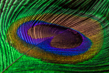 peacock feather