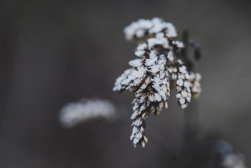 Frosty Plants III
