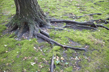 nude tree roots in the forest