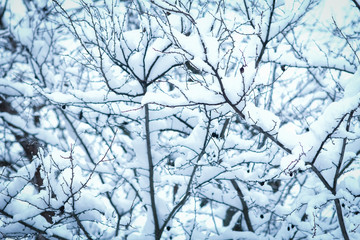 Obraz premium beautiful trees in winter on nature in the park background