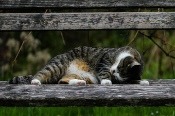 Cats 